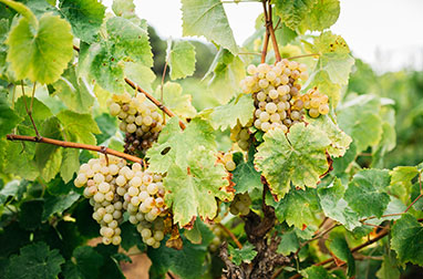 【プライベート】バルセロナ発・専用車で行く！ローカル・オーガニック・ワイナリー「7PAMS」見学＆試飲＋パエリアランチ（日本語観光ガイド付き）